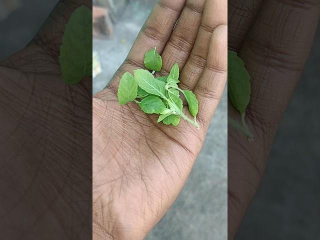 #budgies #parakeet #birdslover #budgieseting#Bessel leaves