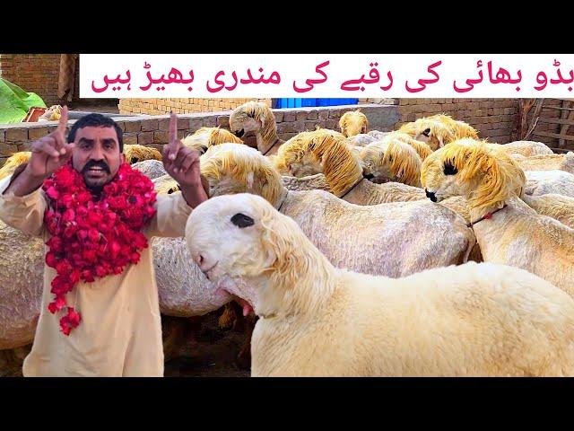 Fresh video Mundari sheep Village ke video Malik Imran Goat Farm 2 Mar 2025