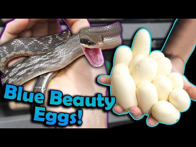 Our Blue Beauty Rat Snakes Laid Eggs!