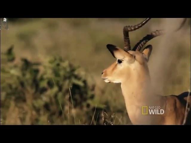 Mãe Natureza - predadores .