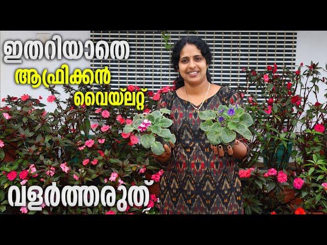 ആഫ്രിക്കൻ വയലറ്റിനെ ശ്രെദ്ധിക്കണം |How to care african violet plants