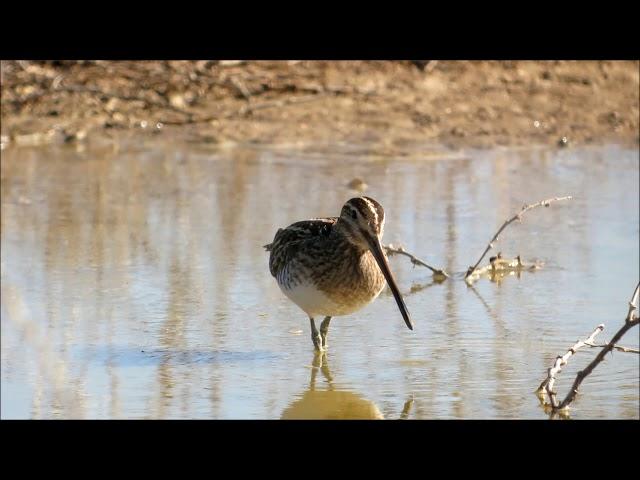 Agachadiza común (Gallinago gallinago) en Villafáfila