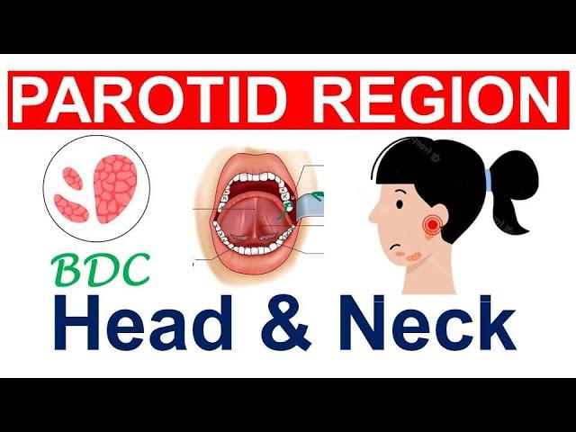 Chp5 | Anatomy of PAROTID Gland | Parotid Region | Head & Neck Anatomy | BDC Vol3 | Dr Asif Lectures