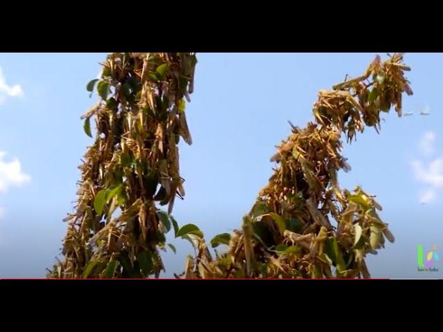 Fighting a desert locust swarms in southern Tigrai of Ethiopia- 2020