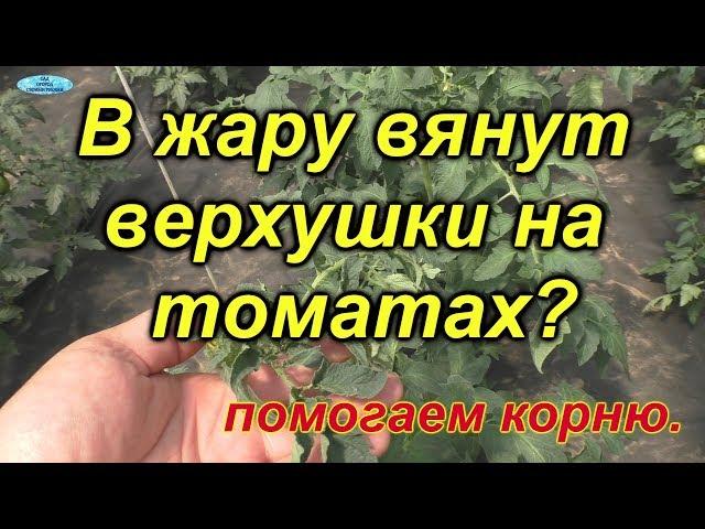 Томаты. Вянут в жару верхушки-как это исправить.