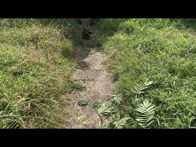 Edging some of Virginia's WORST Overgrown Edges