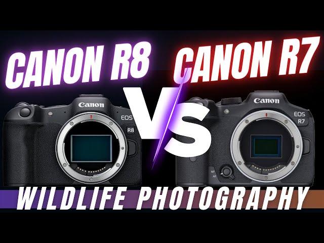 Canon R8 VS R7 - Which is the Best for Bird and Wildlife Photography?