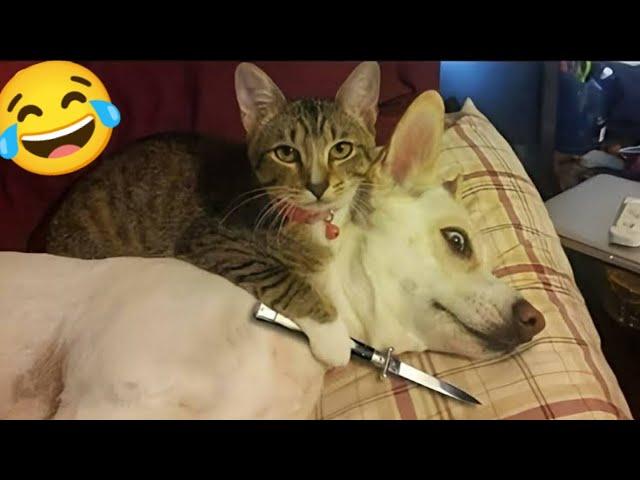 Best Funniest Animals Videos  Cute And Funny Cats And Dogs Videos.