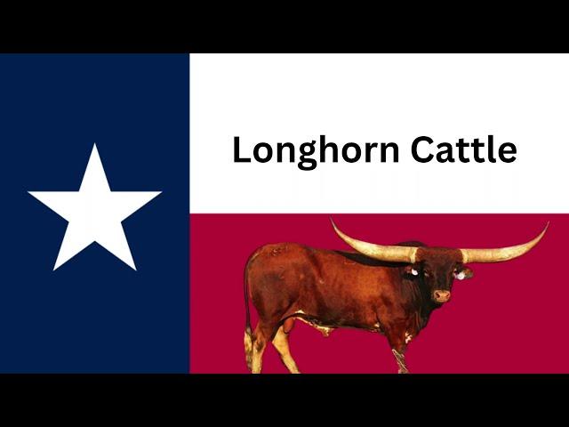 Texas History | Texas Longhorn Cattle