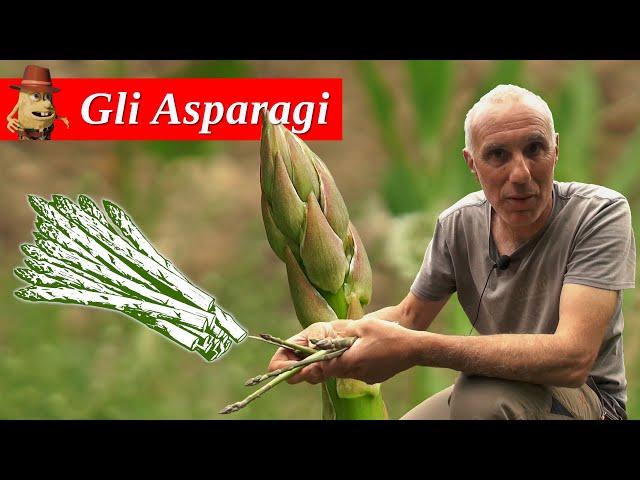 Come coltivare gli ASPARAGI nell'orto