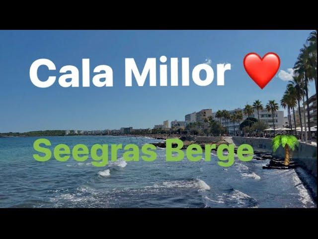 Cala Millor ️ Seegras Berge ️ erholsamer Urlaub ️ Strand ️ Fußgängerzone  Mallorca Top 