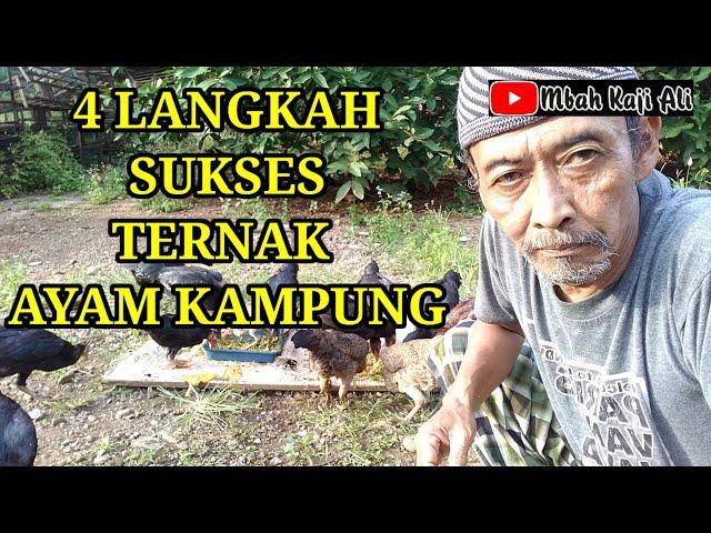 4 Langkah sukses ternak ayam kampung untuk pemula