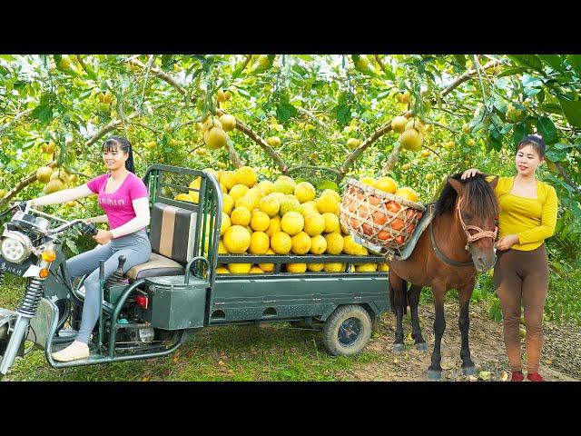 Use 3-Wheeled Vehicle Harvesting A Lots Of Grapefruit Goes To The Market Sell - Farm Life