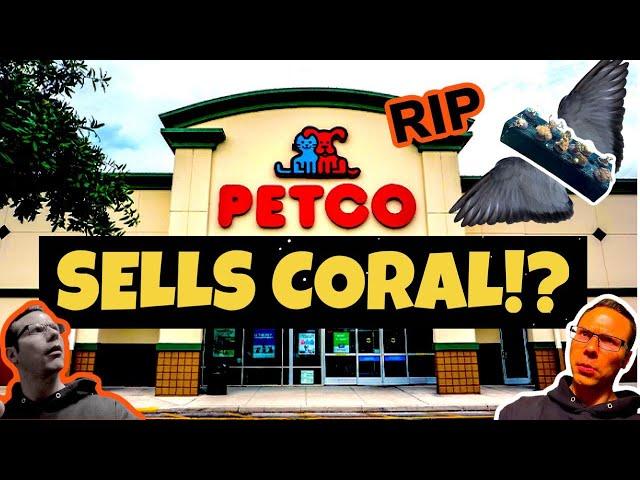 PetCo Sells DEAD Coral?! | Shopping For Macro Algae Tank