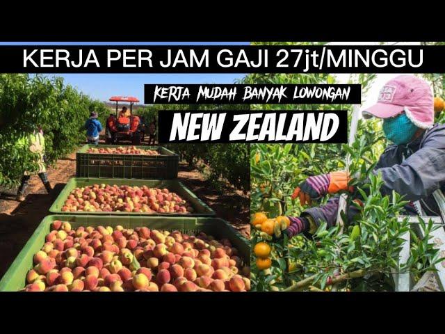 KERJA NEW ZEALAND PER JAM GAJI 27jt/MINGGU‼️TKI PEMETIK BUAH