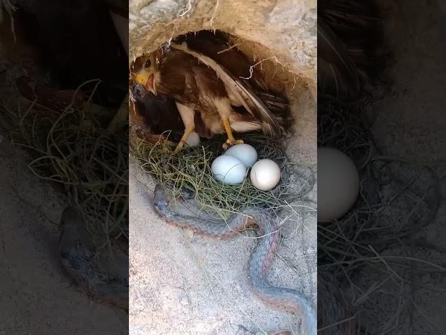 The eagle protects the eggs from the vicious snake