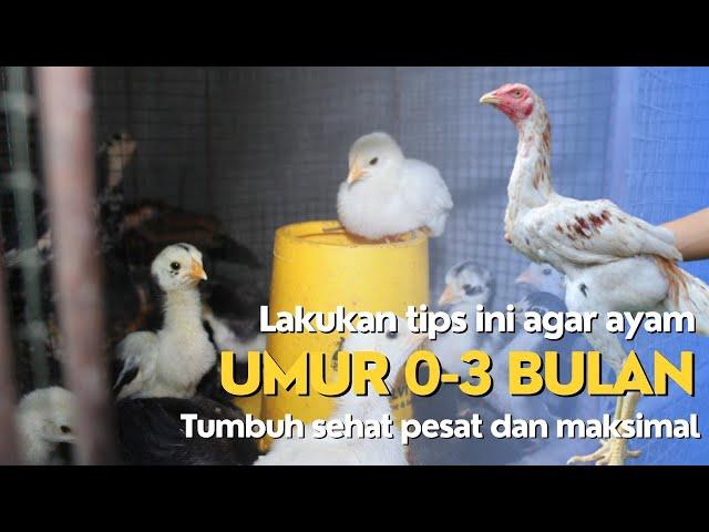 Ayam usia 0-3 bulan tumbuh sehat dan cepat besar !!!! Begini tips perawatannya