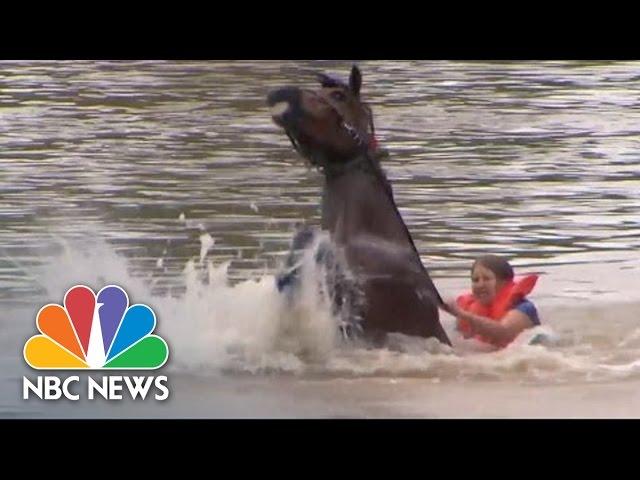 Woman Rescues Horse From Floodwaters | NBC News