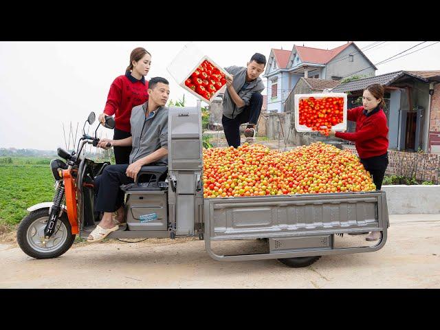 What will it be like when CEO Tuan becomes a farmer and harvests tomatoes by tricycle with Hoa?