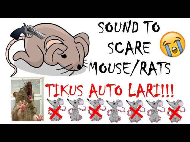 [10 MINIT] BUNYI KUAT UNTUK MENAKUTKAN TIKUS & CENCURUT | SOUND TO SCARE MOUSE & RATS