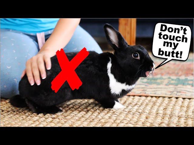 15 Things Rabbits Hate About Humans!