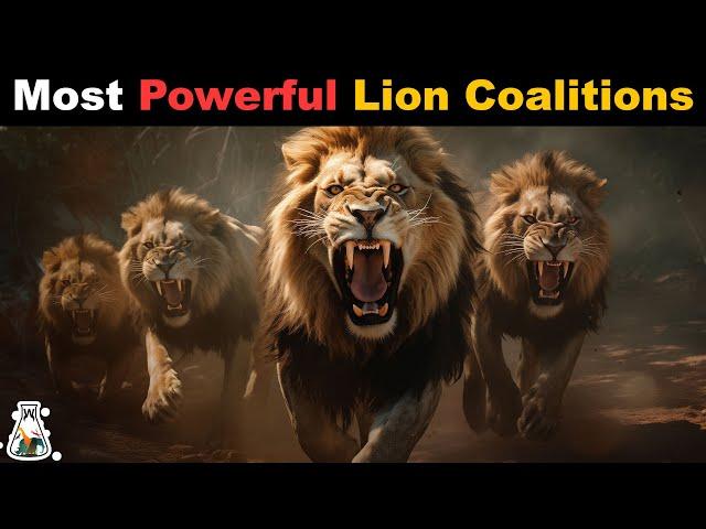 6 Most Powerful Lion Coalitions That Ever Lived