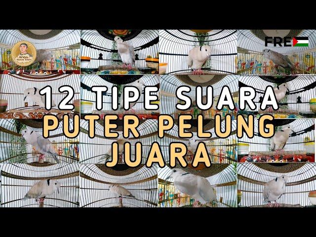 12 Macam Tipe Suara Puter Pelung Manakah Yang Paling Bagus Menurut Anda Lur 