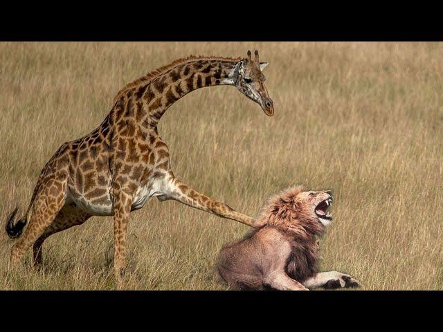 Mother Giraffe kicks Lion head very hard to save herself, harsh life of Wild Animals