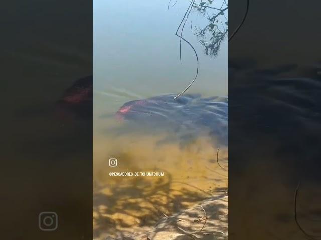 arapaima pair with their young ones in Brazil #piracucu #wildlife #fish #arapaimafish #brazil