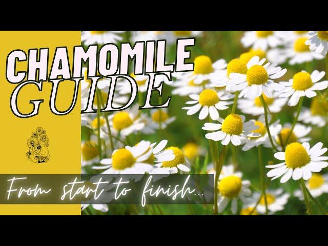 How to Grow Chamomile from Seed - Planting Chamomile Cut Flower Gardening for Beginners