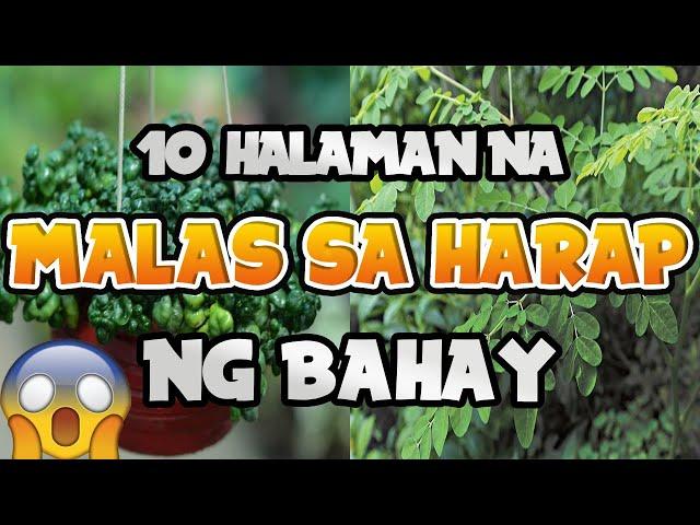 10 Halaman na Malas sa Harap ng Bahay