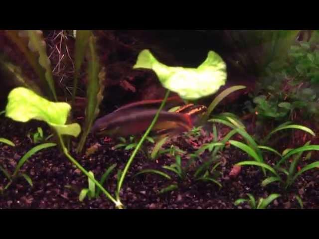 Kribensis FRY !