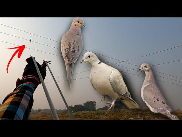 Amazing Birds Hunting Video with SlingShot Ever 
