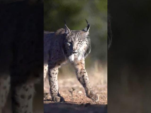 Милая рысь. Cute Lynx. Music by Sergey Grischuk.