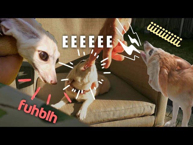 Cute but LOUD | Funny Sounds Compilation 2021