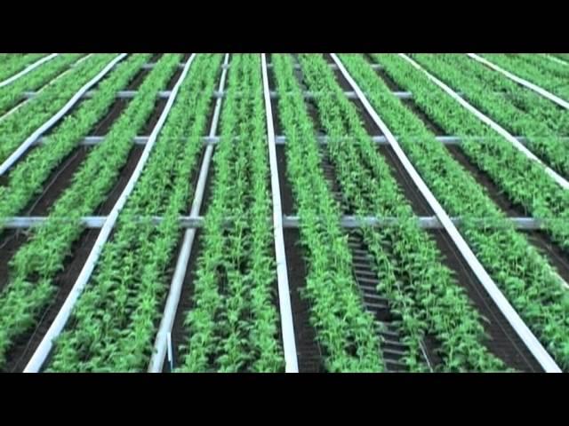 Cut flower production: Chrysanthemums