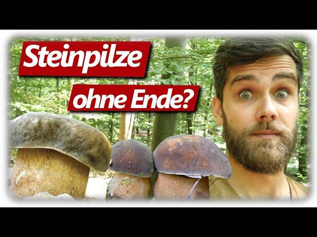 STEINPILZ WAHNSINN August | Pilze sammeln mit neuen Stellen ohne Ende