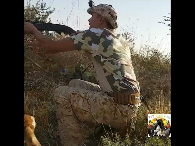 Охота в Узбекистане. Египетская горлица(гурак) 2021 или правильная засидка на голубя #мр155#охотник