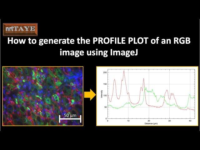 How to generate the PROFILE PLOT of an RGB image using ImageJ