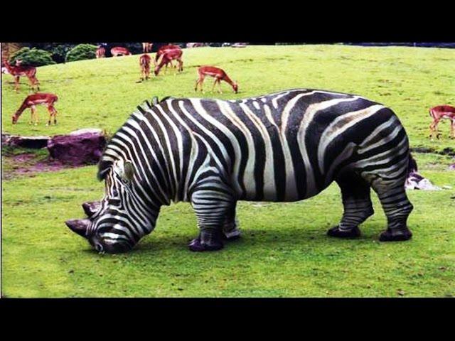 20 Bizarre Hybrid Animal That Actually Exist