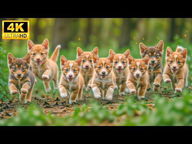 Colorful Natural World Of Lovely Wild Baby Animals With Relaxing Music (Colorful Animal Life 4K)