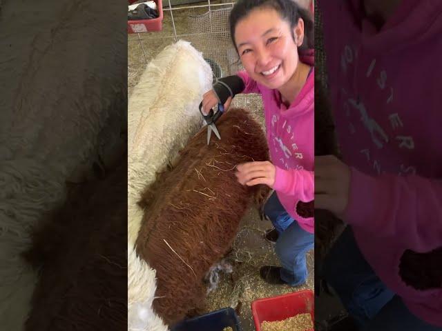 Hand Shearing My Spitty Alpaca