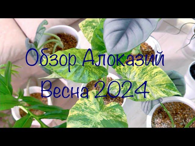 Обзор Алоказий Весна 2024