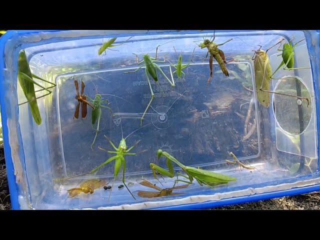 praying mantis meets leaf locust, dragonfly ||insect hunting||