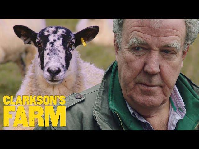 Jeremy Gets Emotional Saying Goodbye To His Sheep | Clarkson's Farm