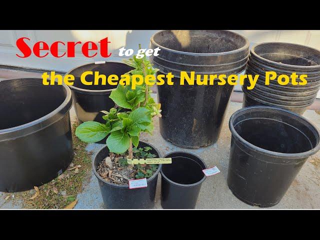 How to Get the Cheapest Plastic Nursery Pots | Secret to Get Grow Pots Kind of for Free (如何获得超便宜的花盆)