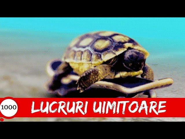 1000 Lucruri UIMITOARE re