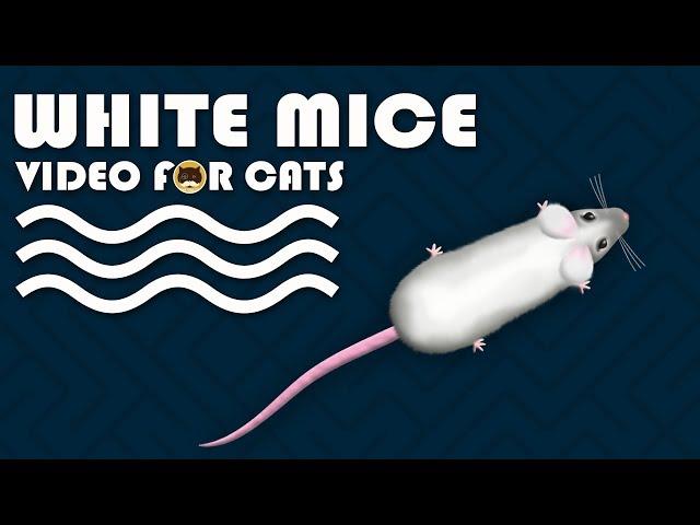 CAT GAMES - Catching White Mice! Mouse Video for Cats to Watch | CAT & DOG TV.