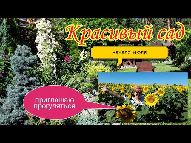 Мой любимый сад в начале июля.Приглашаю на прогулку.Раннее утро.Красивый сад своими руками. Дача.