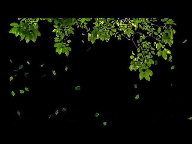 Moving tree Falling leafs black screen video • Tree moving Green screen falling leaf Green screen